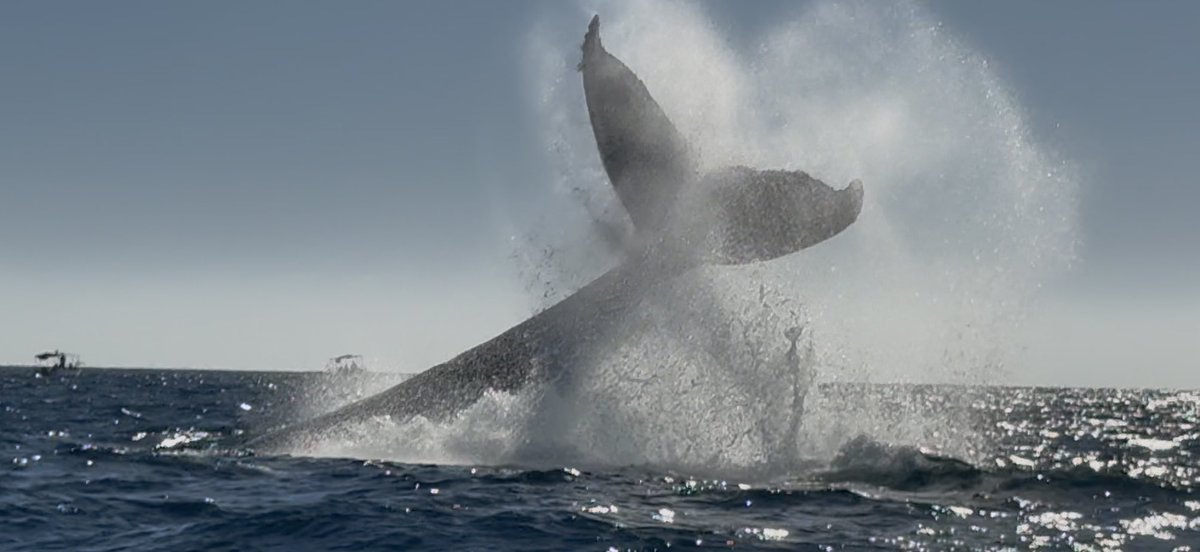 Whales love $SOFTBANK.