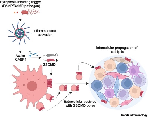 Extracellular vesicles transport gasdermin pores, amplifying inflammatory cell death dlvr.it/TJCYdf #immunology