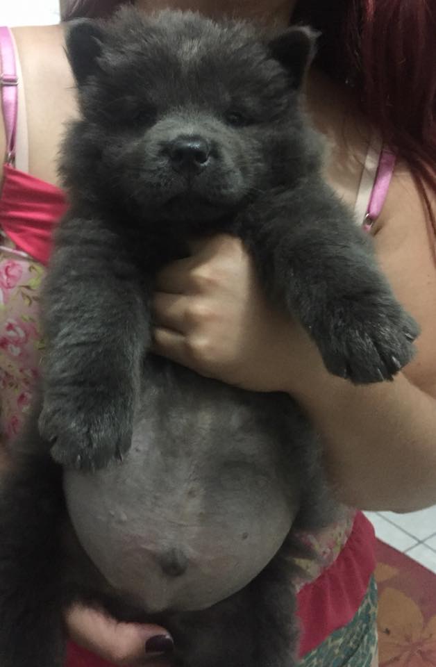 BichinhosFB's tweet image. A PANCINHAAAAAAAAAAAA