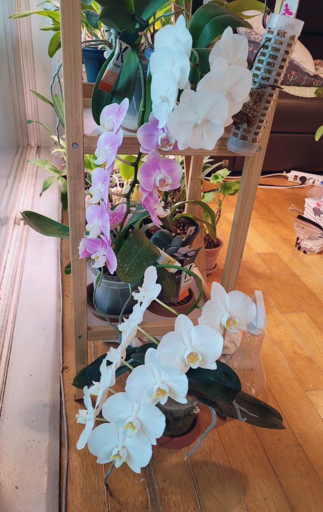 호접란들이 예쁘게 피어줬어요✨
전부 국내에서 저렴하게 구할 수 있는 아이들이랍니다.. 순둥하게 지내다가 때가 되었는지 꽃대를 올려주더라구요🌸