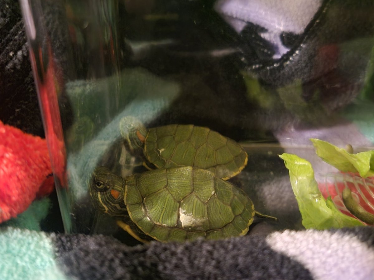 foxy_lover23's tweet photo. Meet Titan and Tito. Just got them today, and I am so ready to be a turtle mom. https://t.co/koIBbDur7Y
