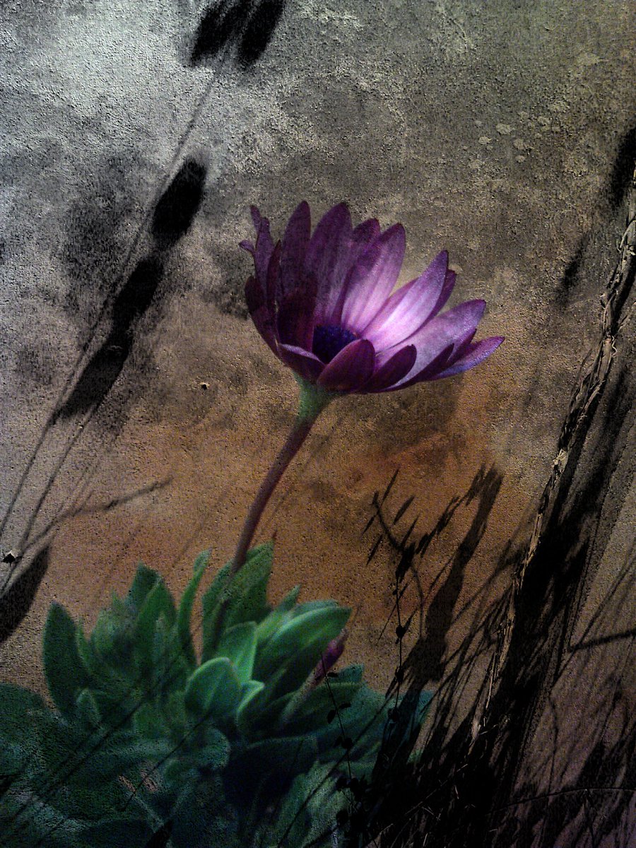 🎇Shine of love

1/1
0.01  ETH

At a time when loneliness have taken over your entire being, the Shine of love can warm your being.

👇Check out this NFT by <a href="/ERSHADeth/">ERSHAD✨</a> on <a href="/foundation/">Foundation 🌐</a>! 🌐
foundation.app/mint/base/0x9B…

#NFT #NFTartist #NFTCommunity #NFTDrop #foundation #Base