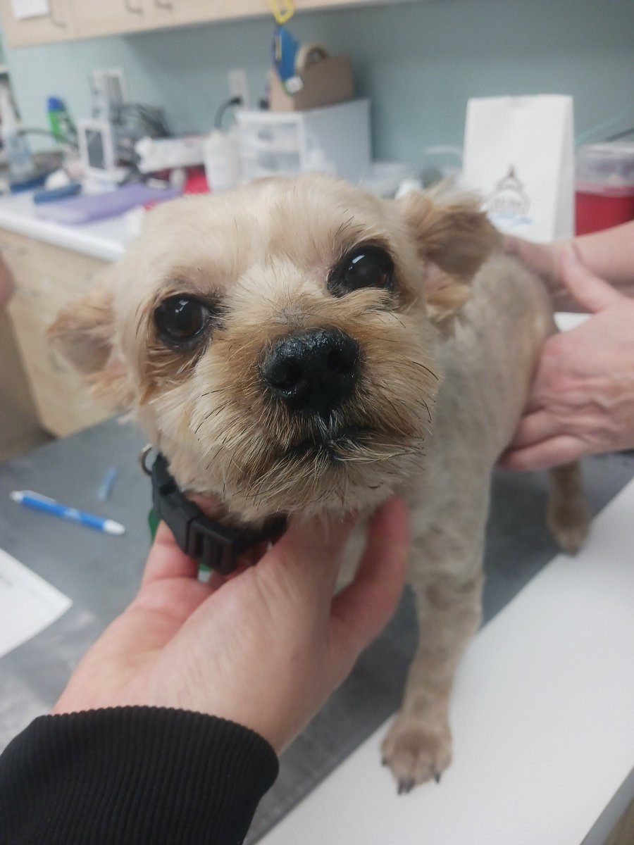 This handsome boy is Solo ❤️

He's an 8 year old Yorkie who came to see us recently to have his skin checked out. He was a very good boy for his visit.

We look forward to seeing you next time, Solo!