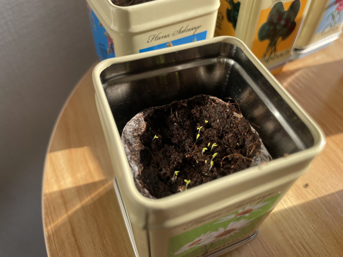 mi281201's tweet photo. 風くん〜！！

有効期限切れ訳あり野菜缶の子たち
芽出してるよ〜！！🌱🌱🌱

自分で育てる野菜がこんなに嬉しいものとは、、🍃🤍 https://t.co/bVVmi0bBLs