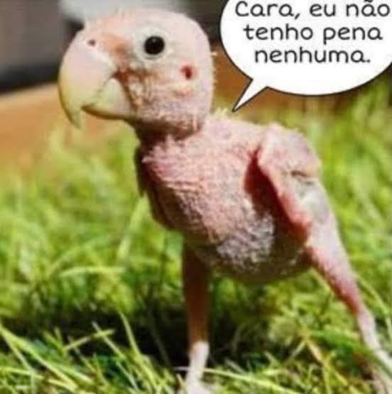 Aguenta aí valente.