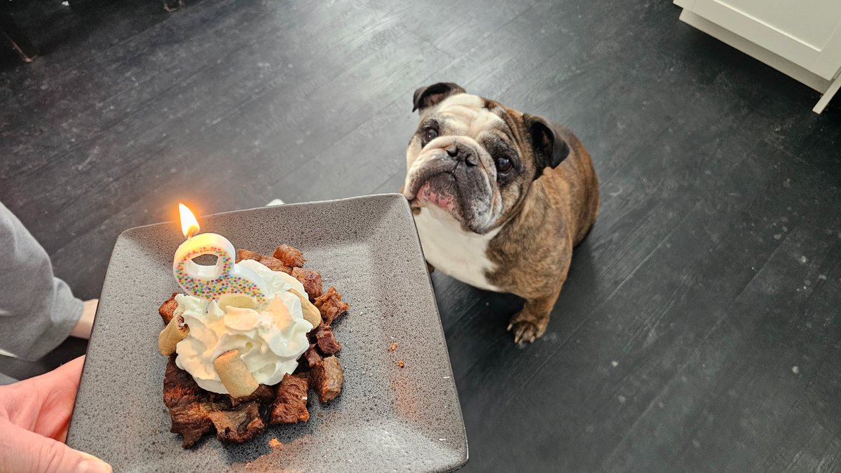 tyson_milner's tweet photo. @bulldogloverhub Wally's 8th 🎂! https://t.co/oMKG44SoGx