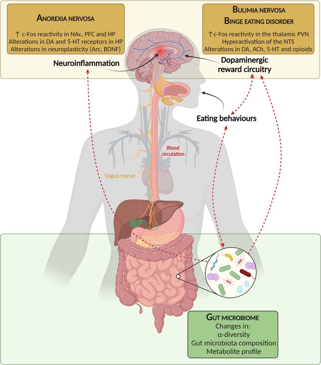 #GUTRecentAdvancesInBasicScience paper by <a href="/HuwartSabrina/">Sabrina Huwart</a> et al on 

"Gut microbiota-related neuroinflammation at the crossroad of food reward alterations: implications for eating disorders"

bit.ly/3QznzPS

<a href="/HedonicMicrobes/">Amandine Everard</a> #Microbiome #EatingDisorders #GUTOnline