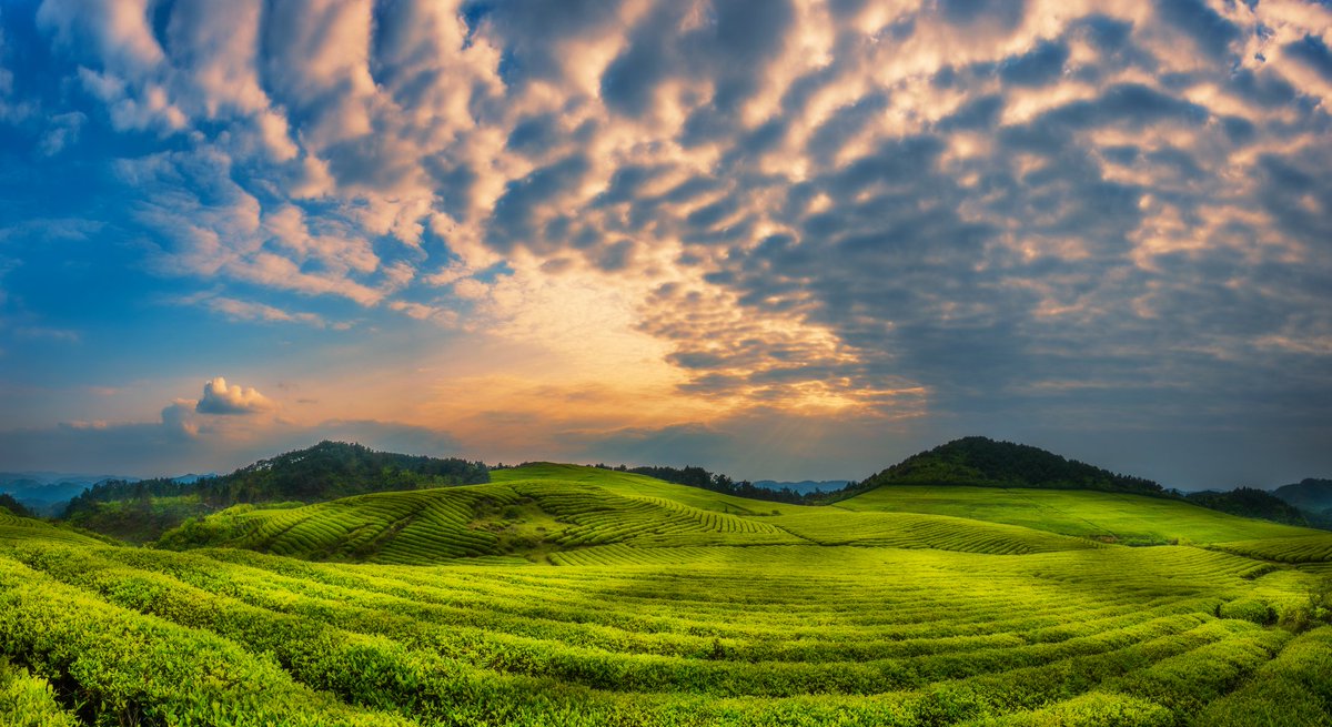 Excyce's tweet photo. 🌿 Shiqian Geopark Tea, China
Where 600-year-old tea trees drink from Jurassic-era hot springs.
Each leaf carries 4.6万年 of mineral-rich groundwater & UNESCO-protected wisdom.
#BioHeritage
#UNESCOGeopark
#LivingFossilTea
24.9°N, 108.2°E https://t.co/aOJubqVd76