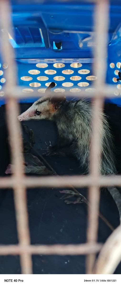 pcmbi (@pcmbi) on Twitter photo #24Feb Captura Reubicación de Animal de Especie Zarigueya 🐀 Dentro de una Vivienda 🏠 en la UD 16 de Caña de Azúcar ; y Posteriormente Liberado en el PN Henri Pittier ⛰️#MBI <a href="/BrullerbyPSUV/">Brullerby Suárez</a> <a href="/droopy171/">Alexander Sanchez</a> <a href="/efrenochoa/">efren ochoa</a> <a href="/PCivil_Ve/">Protección Civil</a> @Zoedanaraguapc <a href="/DulceyParadaM/">G/D Marlon Dulcey Parada</a> <a href="/Vgrpc_MIJP/">VGRPC</a> #24Feb Captura Reubicación de Animal de Especie Zarigueya 🐀 Dentro de una Vivienda 🏠 en la UD 16 de Caña de Azúcar ; y Posteriormente Liberado en el PN Henri Pittier ⛰️#MBI <a href="/BrullerbyPSUV/">Brullerby Suárez</a> <a href="/droopy171/">Alexander Sanchez</a> <a href="/efrenochoa/">efren ochoa</a> <a href="/PCivil_Ve/">Protección Civil</a> @Zoedanaraguapc <a href="/DulceyParadaM/">G/D Marlon Dulcey Parada</a> <a href="/Vgrpc_MIJP/">VGRPC</a>