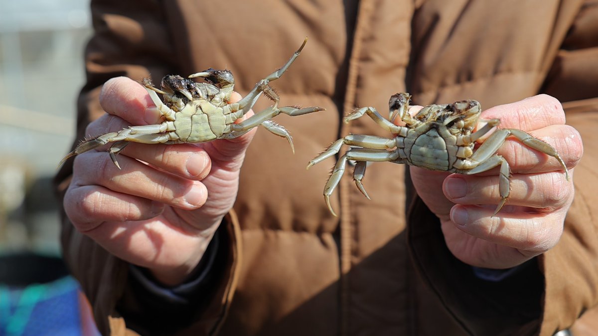 VisitSongjiang's tweet image. 🦀The #springcultivation season begins at the Damao Aquatic Base in #Songjiang. High-quality #crabseeds of are meticulously sorted and then transported to #crab ponds, where they are released in scientifically determined proportions.  
This year, the #aquatic base utilized a new…