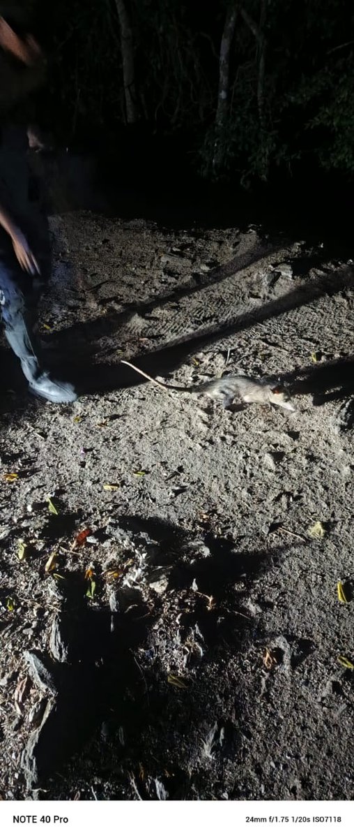 pcmbi (@pcmbi) on Twitter photo #24Feb Decomiso y Reubicación de Animal de Especie Zarigueya 🐀 Dentro de una Vivienda 🏠 en el Sector 5 de Caña de Azúcar; y Posteriormente Liberado en el PN Henri Pittier ⛰️#MBI <a href="/BrullerbyPSUV/">Brullerby Suárez</a> <a href="/droopy171/">Alexander Sanchez</a> <a href="/efrenochoa/">efren ochoa</a> <a href="/PCivil_Ve/">Protección Civil</a> @Zoedanaraguapc <a href="/DulceyParadaM/">G/D Marlon Dulcey Parada</a> <a href="/Vgrpc_MIJP/">VGRPC</a> #24Feb Decomiso y Reubicación de Animal de Especie Zarigueya 🐀 Dentro de una Vivienda 🏠 en el Sector 5 de Caña de Azúcar; y Posteriormente Liberado en el PN Henri Pittier ⛰️#MBI <a href="/BrullerbyPSUV/">Brullerby Suárez</a> <a href="/droopy171/">Alexander Sanchez</a> <a href="/efrenochoa/">efren ochoa</a> <a href="/PCivil_Ve/">Protección Civil</a> @Zoedanaraguapc <a href="/DulceyParadaM/">G/D Marlon Dulcey Parada</a> <a href="/Vgrpc_MIJP/">VGRPC</a>