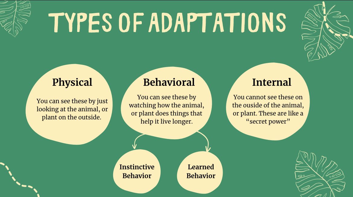 timmyGTI's tweet image. 1st @WGESdragons #scaffoldingworkshop sorting adaptations of animals &amp;amp; plants 🌱 🦔🪷🦋 #AnimalNationPBL #TPSPTimmy #TPSP #theGrove #pblsuccess
