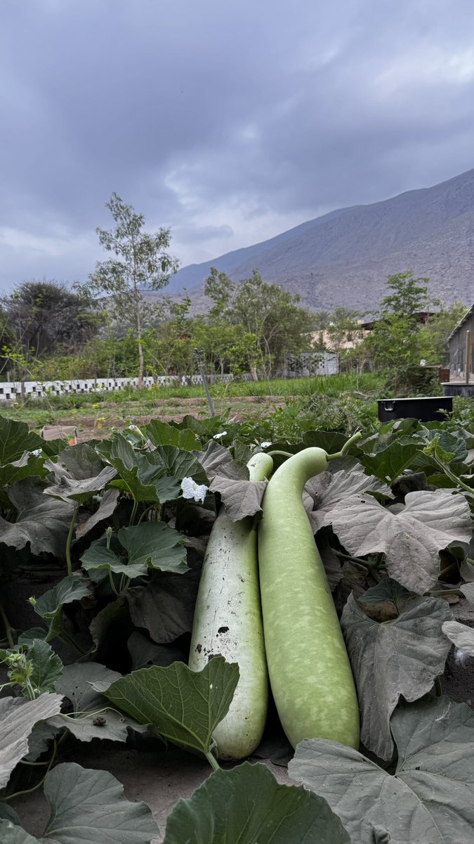 ما شاء الله🌿♥️
نوعية بذور القرع ممتازة جداً والطعم لذيذ