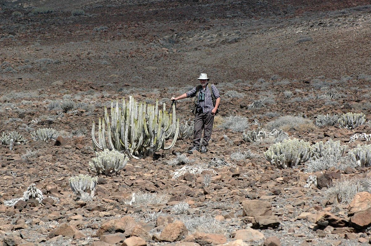 Our Fabulous Fuerteventura tour went in search of convergent evolution y'day, and found it - despite appearances, these aren't cacti!

Euphorbia canariensis &amp; rarer E. handiensis have evolved to deal with the same environmental issues as cacti, coming up with the same solutions.