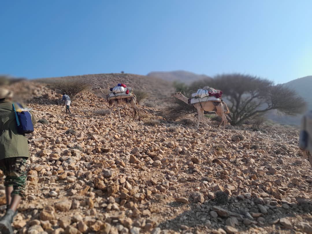 PL_CTOperations's tweet photo. Our Forces are brave warriors who never back down. This morning, as part of their ongoing operations in the areas near Xabley and Dul-darayle, they once again used camels  to reach terrain inaccessible to vehicles. hunting down the remnants of #ISIS terrorist group.
#Puntland https://t.co/xij7FkNO0p