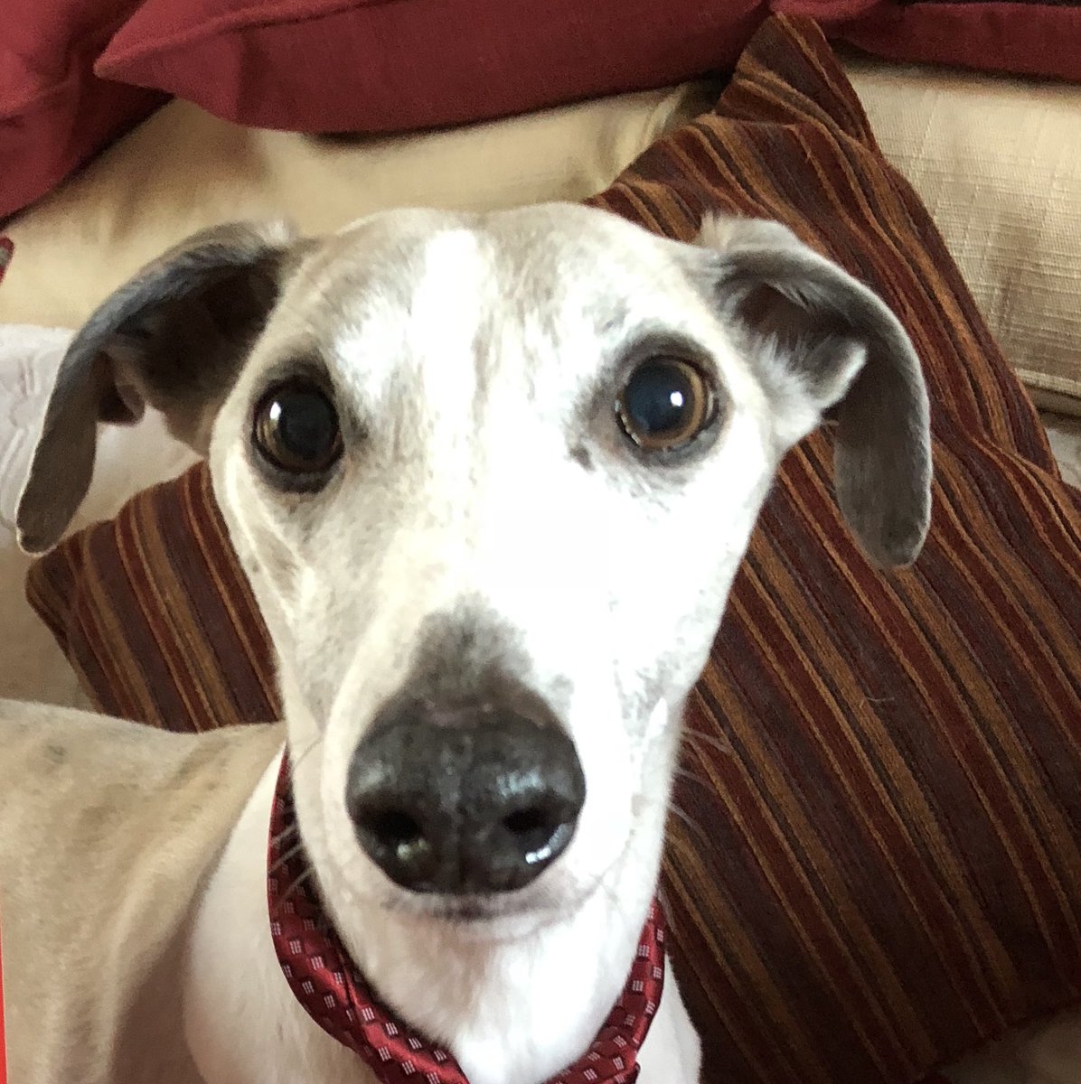 KAI 2007-2025 As the 7  planets aligned I chose  to leave🌈 I  am with Tess Tess Rooby &amp;Zach🌈As I slipped away  mums warm tears fell on my face sorry I had to leave I love you 💔
Goodbye dear Friends thank you for loving me &amp;for sharing my life.I will live on  in your hearts💔