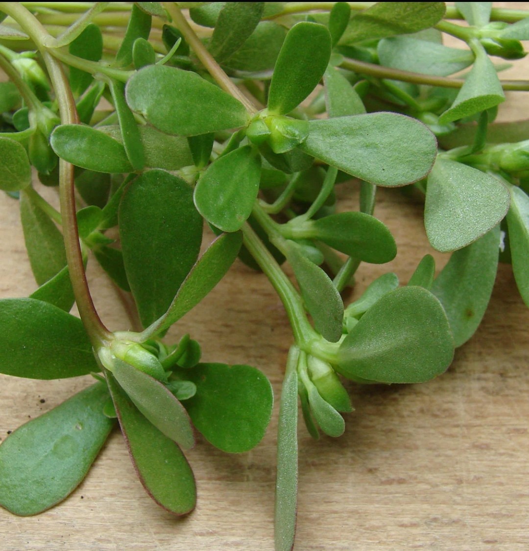 🍀نبات البقله 🍀 هو نبات عشبي يُعرف بأسماء مختلفة مثل "الرجلة" يعتبر هذا النبات من الأعشاب المفيده وينمو في العديد من المناطق حول العالم .  🌱خصائص ١- *الأوراق*:  خضراء  . ٢- *الساق*:  الأحمر-الأخضر.٣-*الأزهار*:صفراء٤-*البذور*: سوداء . نبات البقلة من النباتات المفيدة .