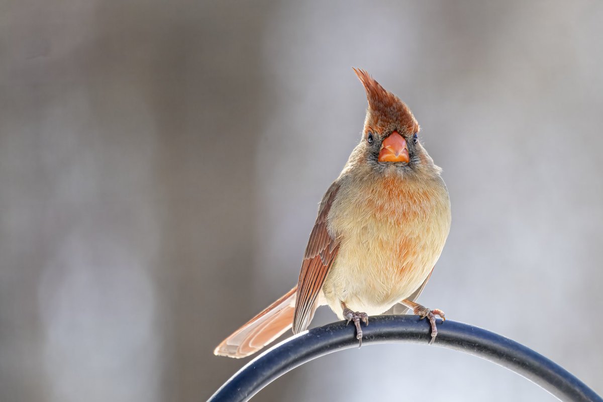 Carolina_Psalms's tweet image. Sassy. 

#cardinal #northerncardinal #femalecardinal #bird #sassy #backlit #ncwildlife #bearolina #bearolinanc #gowildnc #celebratingnc #thisisnc #outdoornc #visitnc #easternnc #easternnorthcarolina #nc #northcarolina #CarolinaPsalms #psalm111v2

February 2025