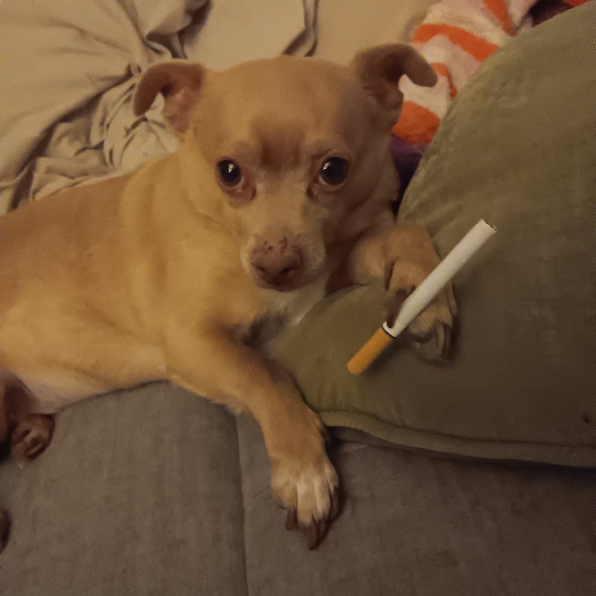 Anyone here have a dog that acts like she's smoking???
