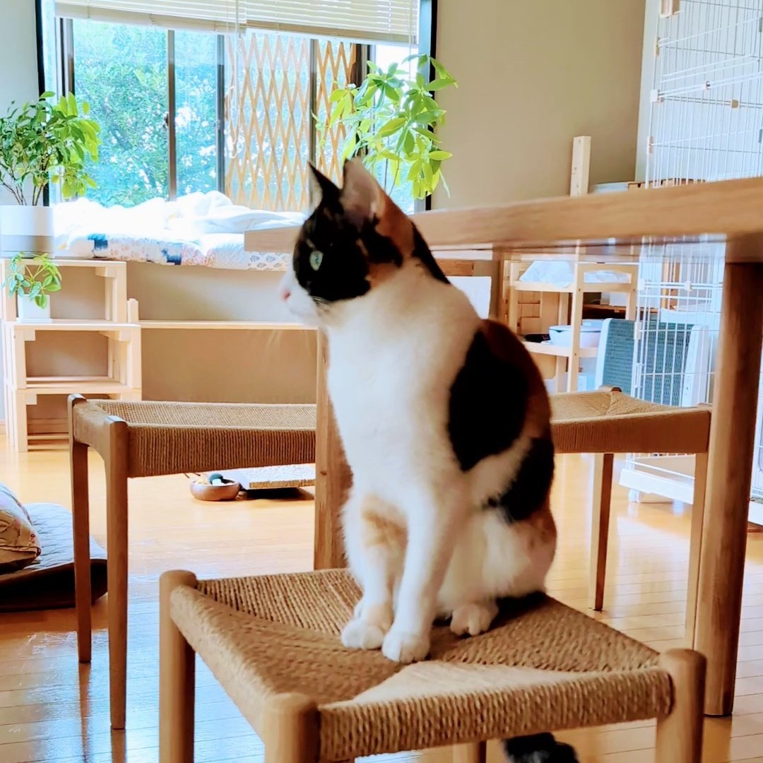 【猫にメンタルを救われた話し】
不妊治療やめてから、なんとく社会から疎外感を感じて自己肯定感が下がっていた時、保護猫を迎え入れた。

生き物を飼うと旅行に行けなくなるし、自分の時間が奪われるから躊躇したけど。

そんな事がどうでもよくなるくらい、メンタルを支えてくれている。