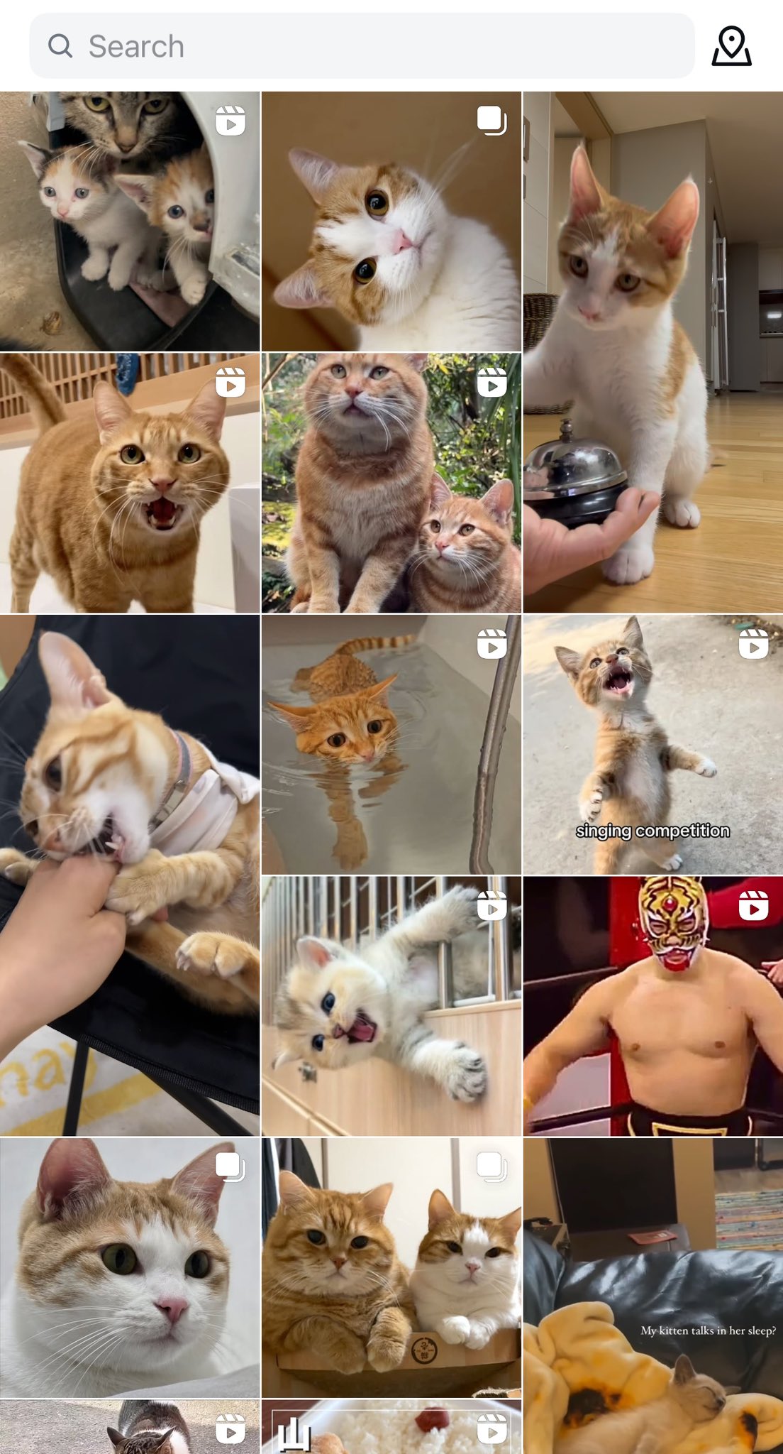 絶対不屈🐾御・F・猫 on X: 