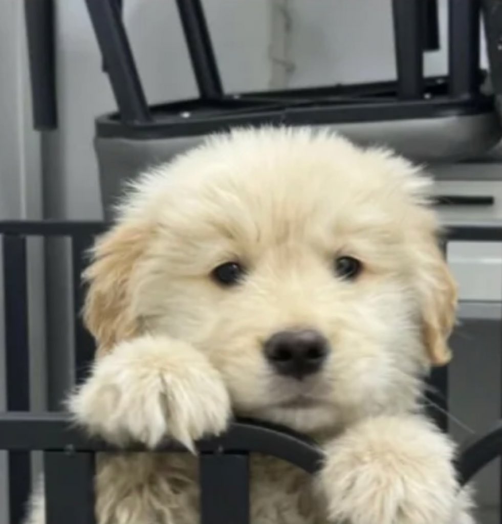 ineedanescap's tweet photo. 🫳🏻🫳🏻🫳🏻
🐶🐶🐶 https://t.co/JiVV0cSz9g
