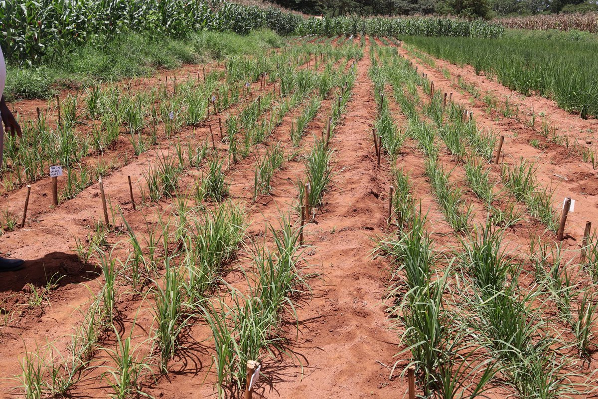 Another <a href="/RAIZ_project/">RAIZ</a> supported new publication: Nyawasha, R.W. et al. 2025. Drivers of soil organic carbon stocks at village scale in a sub-humid region of Zimbabwe. Catena 252, 108843. doi.org/10.1016/j.cate…