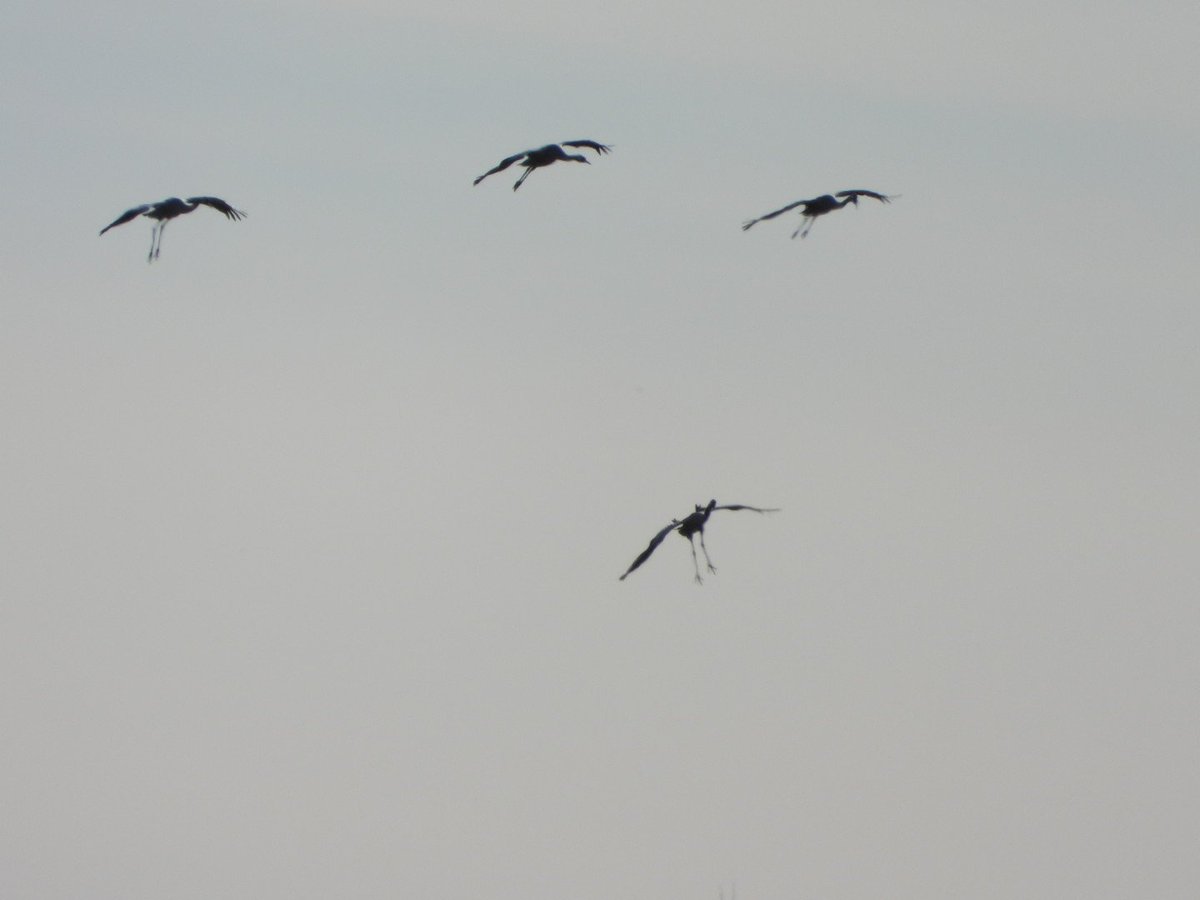 Últimos días de llegada y paso de #grullas en la RND de la Laguna de Gallocanta.
