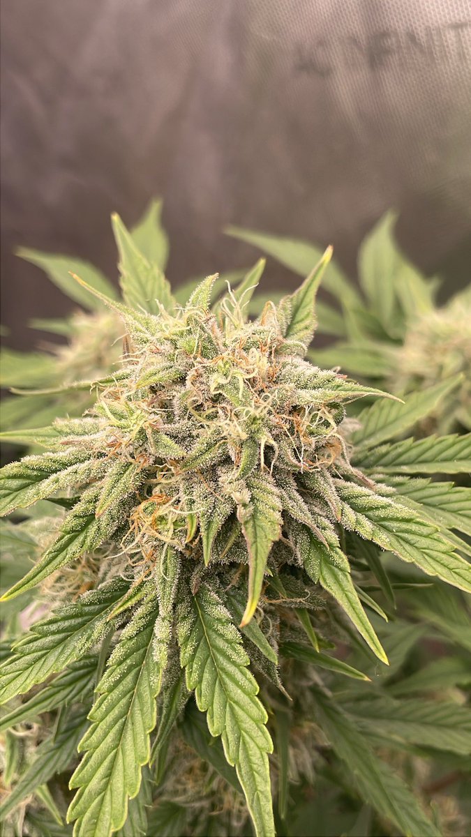 RedboneDemo's tweet image. John Doe f1 auto regs