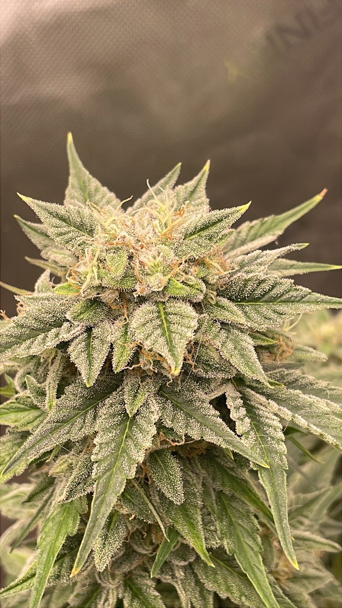 RedboneDemo's tweet image. John Doe f1 auto regs