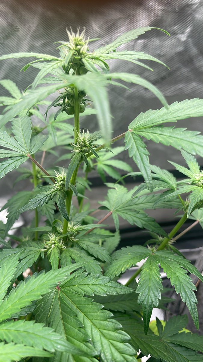 RedboneDemo's tweet image. Planet of the grapes x ice rock hammer f2 auto reg seeds being made