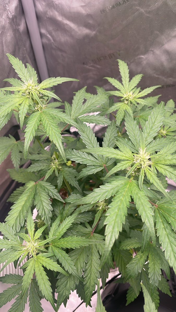RedboneDemo's tweet image. Planet of the grapes x ice rock hammer f2 auto reg seeds being made