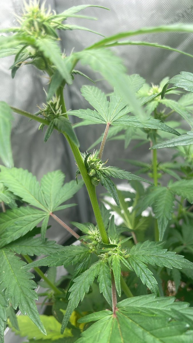 RedboneDemo's tweet image. Planet of the grapes x ice rock hammer f2 auto reg seeds being made