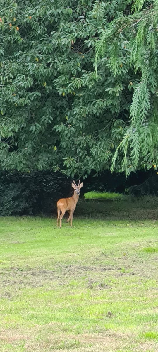 Brianuk99217's tweet photo. Just got outside and saw this 🌟🦌🦒 https://t.co/DEQEhYvBg0