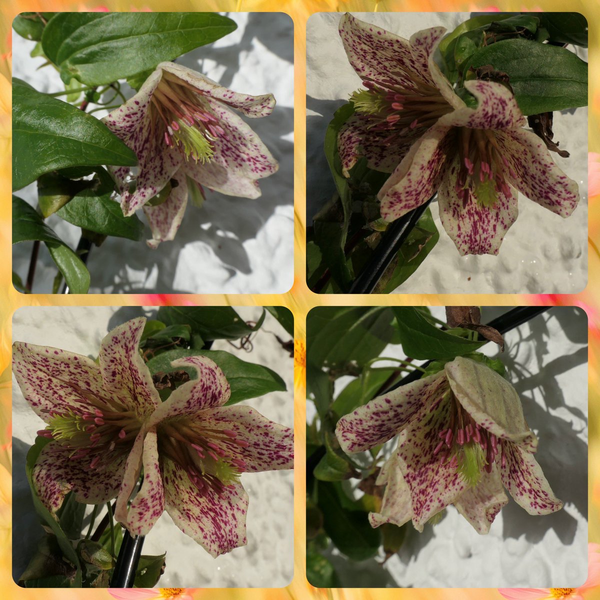 bumblebuddeez's tweet photo. Happy #ClematisThursday with lovely Clematis Cirrhosa ‘Advent Bells’ blooming now in our garden #ATasteOfSpring 🩷💛 https://t.co/Xrqv58JqtO