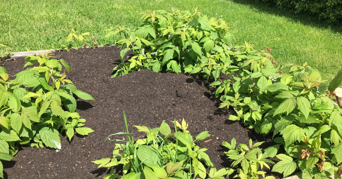 Rejuvenate your soil with Envar’s peat-free PAS100 Compost Soil Improver! 🌱 Improve structure, moisture retention &amp; drainage while supporting carbon sequestration.

Available in 900L bulk bags &amp; loose loads. Contact us: envar.co.uk/contact-us/

#SoilImprover #PeatFree #PAS100