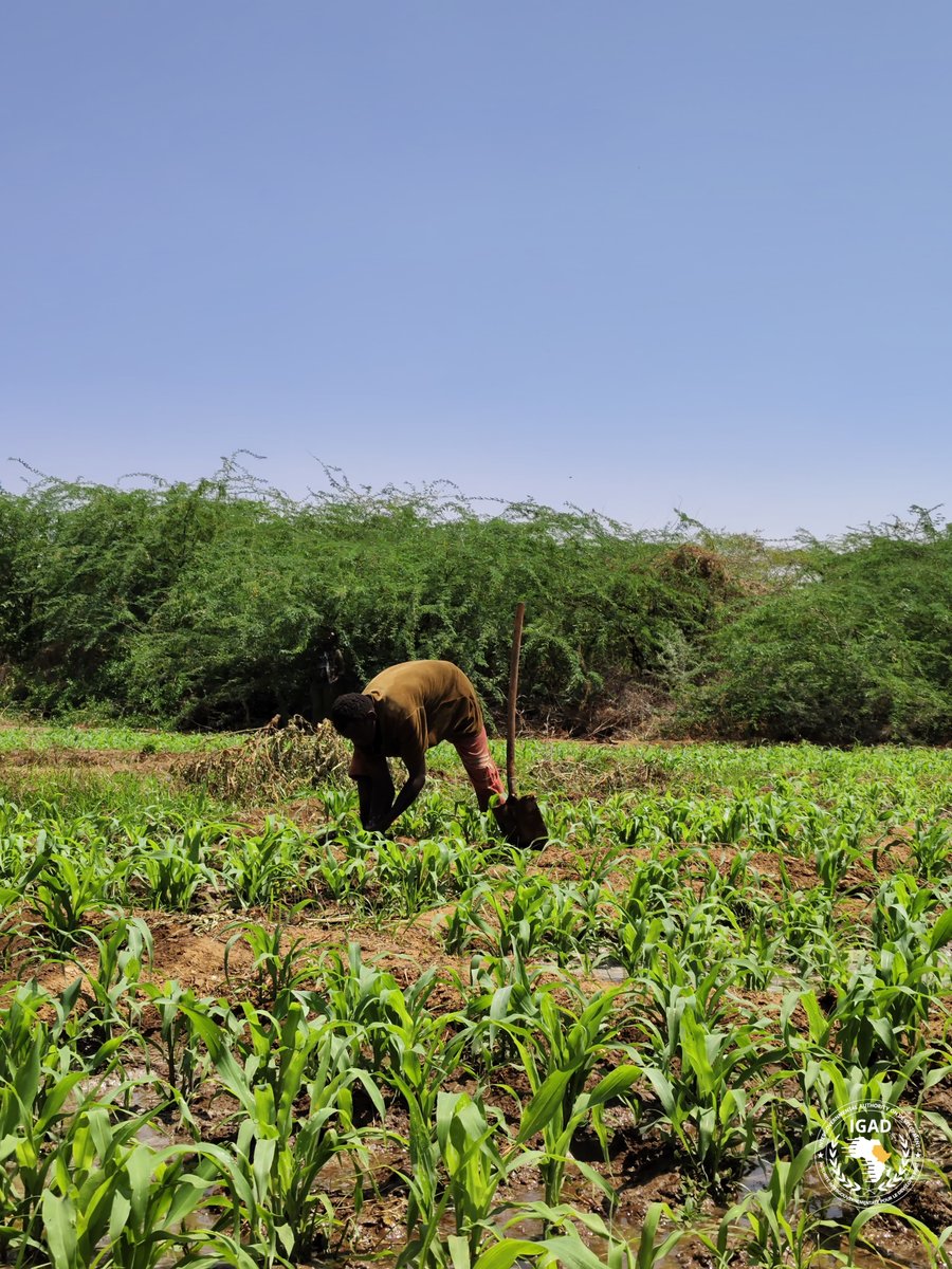 IGADHealthS's tweet image. #IGADHealth

Participants at the ongoing Cross Boarder Learning event on Natural Resource Management on the Hanaano Programme conducted a field visit to witness  how communities are restoring degraded land, improving water access, and adopting climate-smart farming practices, in…