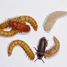 In Europe, processed foods like bread, pasta, cakes, and energy bars may contain Tenebrio molitor larvae – mealworms. bit.ly/3CZS6Dw. Avoid processed foods, they make you fat, and read the ingredient list carefully for food items you buy. <a href="/SecKennedy/">Secretary Kennedy</a>, <a href="/RobertKennedyJr/">Robert F. Kennedy Jr</a>