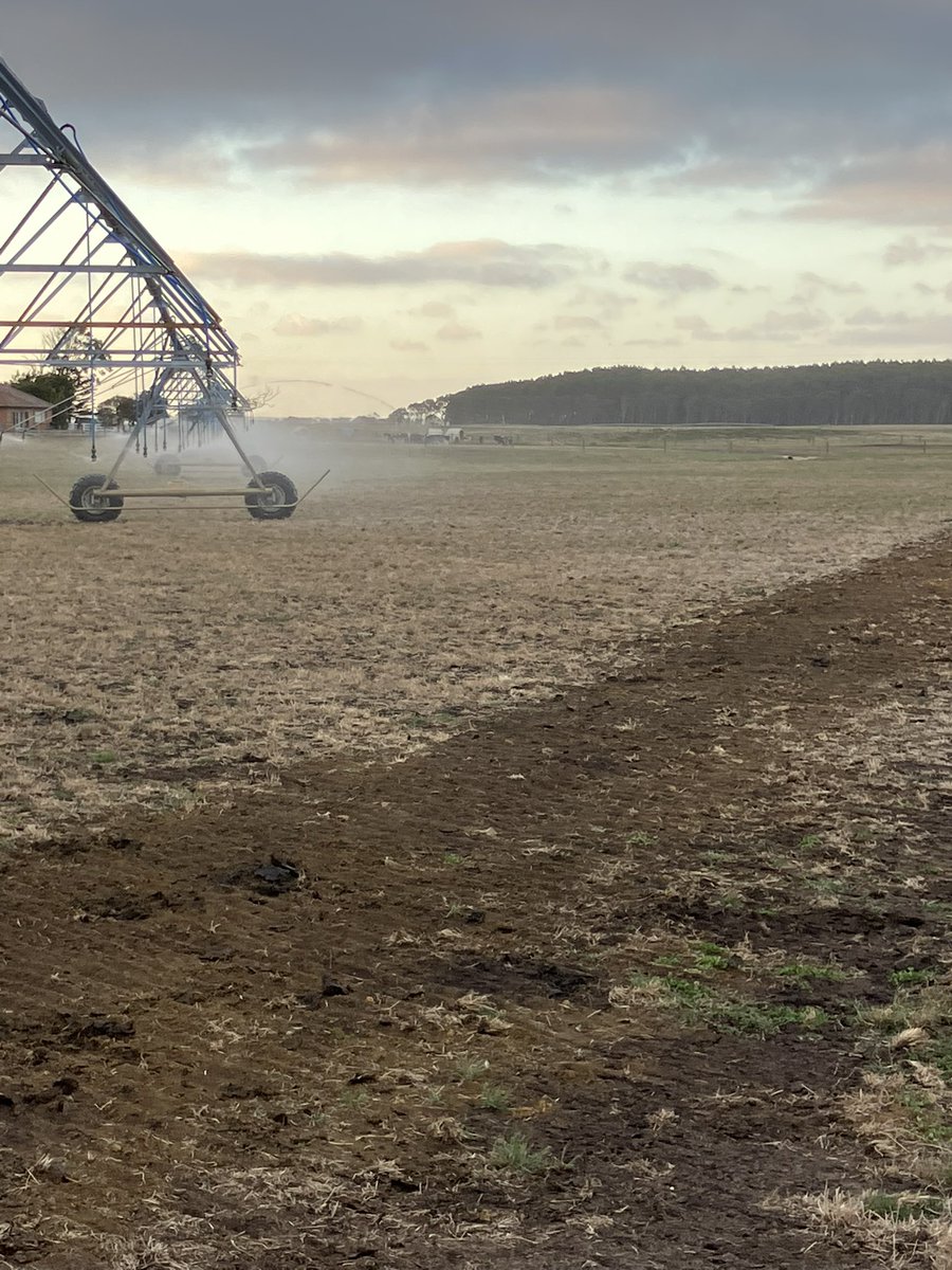PhilWhitp4's tweet image. There is something magical about sowing a paddock then putting an inch on it #makingitrain