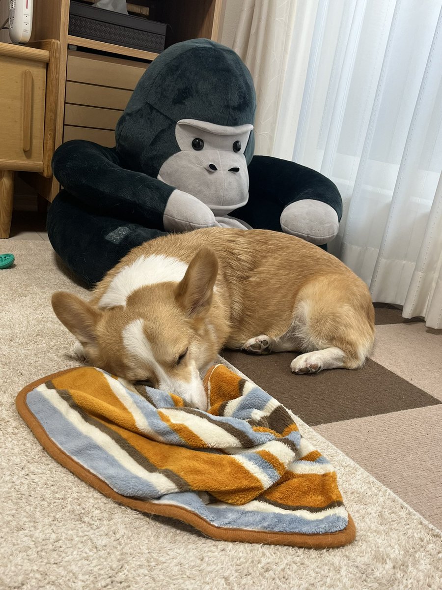お昼寝中💤

＃コーギー 
＃コーギーのいる暮らし