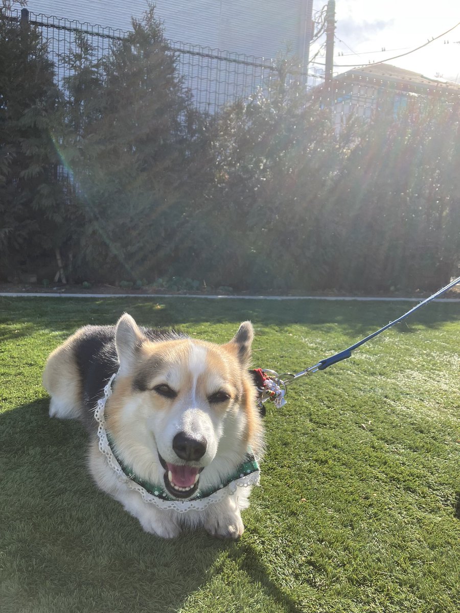 今日も楽しく過ごしてるひーやん＆ゼロ🐶🐶