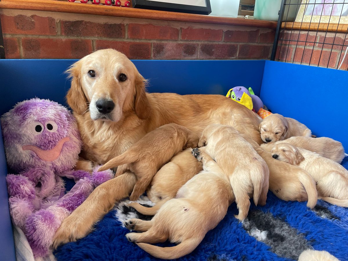 Tune in to <a href="/BBCBreakfast/">BBC Breakfast</a> today from 8.30am and you'll meet guide dog Mum Ellen and her litter of puppies, in a segment covering our need for more volunteers with our dogs 🐾

You'll also meet staff and puppies from our National Centre 🐶(1/2)
