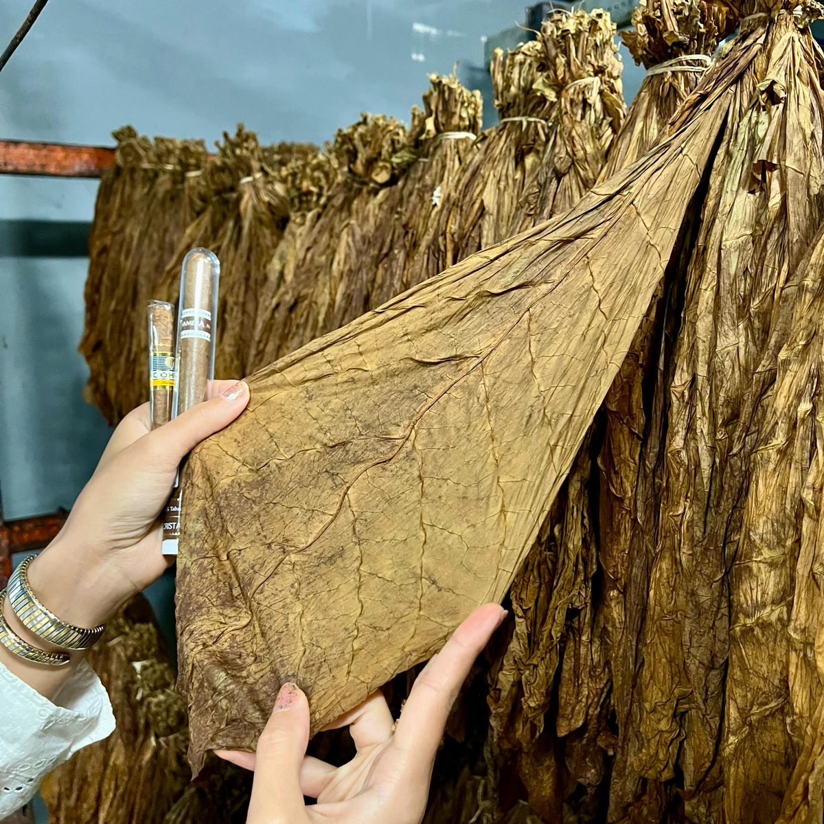 cubanmini_EN's tweet photo. How are cuban mini cigars made? After visiting the ICT factory and seeing all the steps of the manufacturing process that take place there, every detail has etched in our memory. 🥺😍 We will show you more soon.
#25FestivalHabano https://t.co/77KR6bd81k