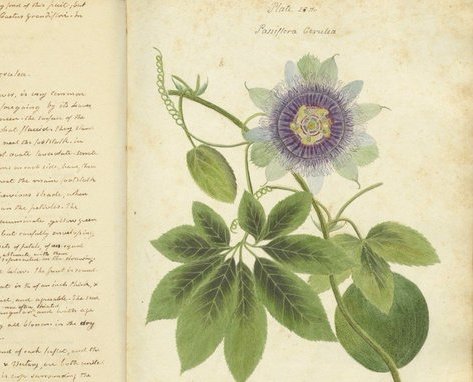 womensart1's tweet photo. Anne Kingsbury Wollstonecraft, sister-in-law of early feminist Mary Wollstoncraft, aunt of author Mary Shelly, was a botanist, naturalist, botanical illustrator &amp; women's rights advocate. Her manuscript on plant specimens (1828) was rediscovered recently #WomensArt https://t.co/llJldnz60v