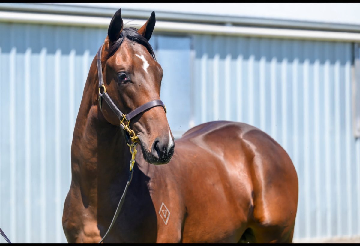 VThoroughbreds's tweet photo. This time next week the inspections of our Qtis @mmsnippets sale horses will be in full swing. The entire @noblebend draft is worth a look. Horses by #TigerofMalay #Jonker #Captivant #Dubious #Glenfiddich #Pierata #TheMission https://t.co/ZasxdJJ9O3