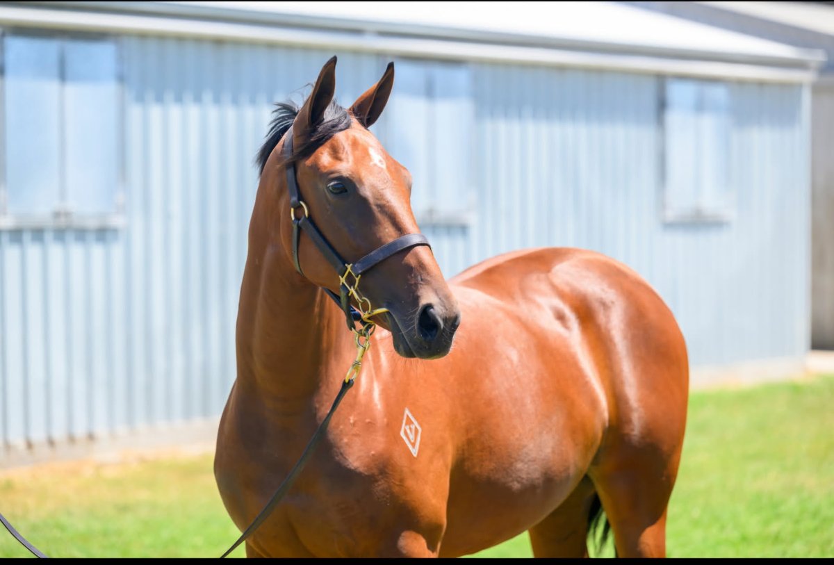 VThoroughbreds's tweet photo. This time next week the inspections of our Qtis @mmsnippets sale horses will be in full swing. The entire @noblebend draft is worth a look. Horses by #TigerofMalay #Jonker #Captivant #Dubious #Glenfiddich #Pierata #TheMission https://t.co/ZasxdJJ9O3
