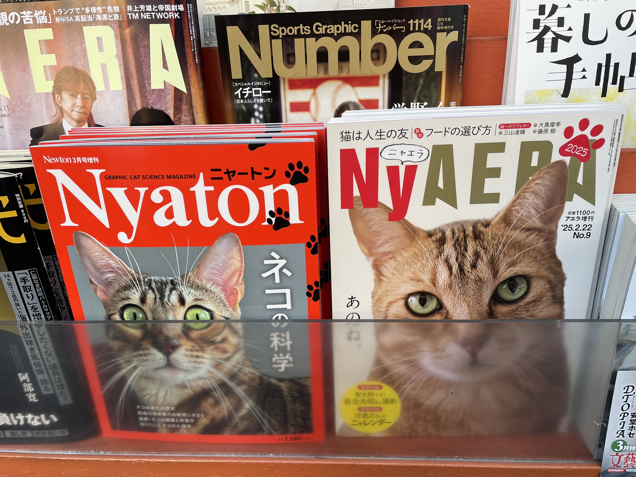 猫本専門 神保町にゃんこ堂_姉川書店 on X: 