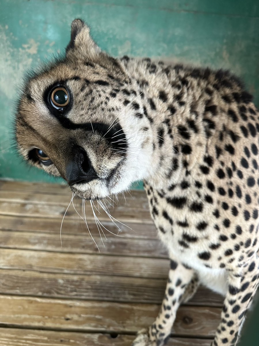 何かがとーっても気になる
チーターの『クレア』ちゃん。
目をまん丸にして見ていましたが、
目線の先には何も無かったような…

＃岩手サファリパーク ＃チーター #Cheetah ＃クレア　＃首をかしげて ＃凝視 ＃何が見えているの?