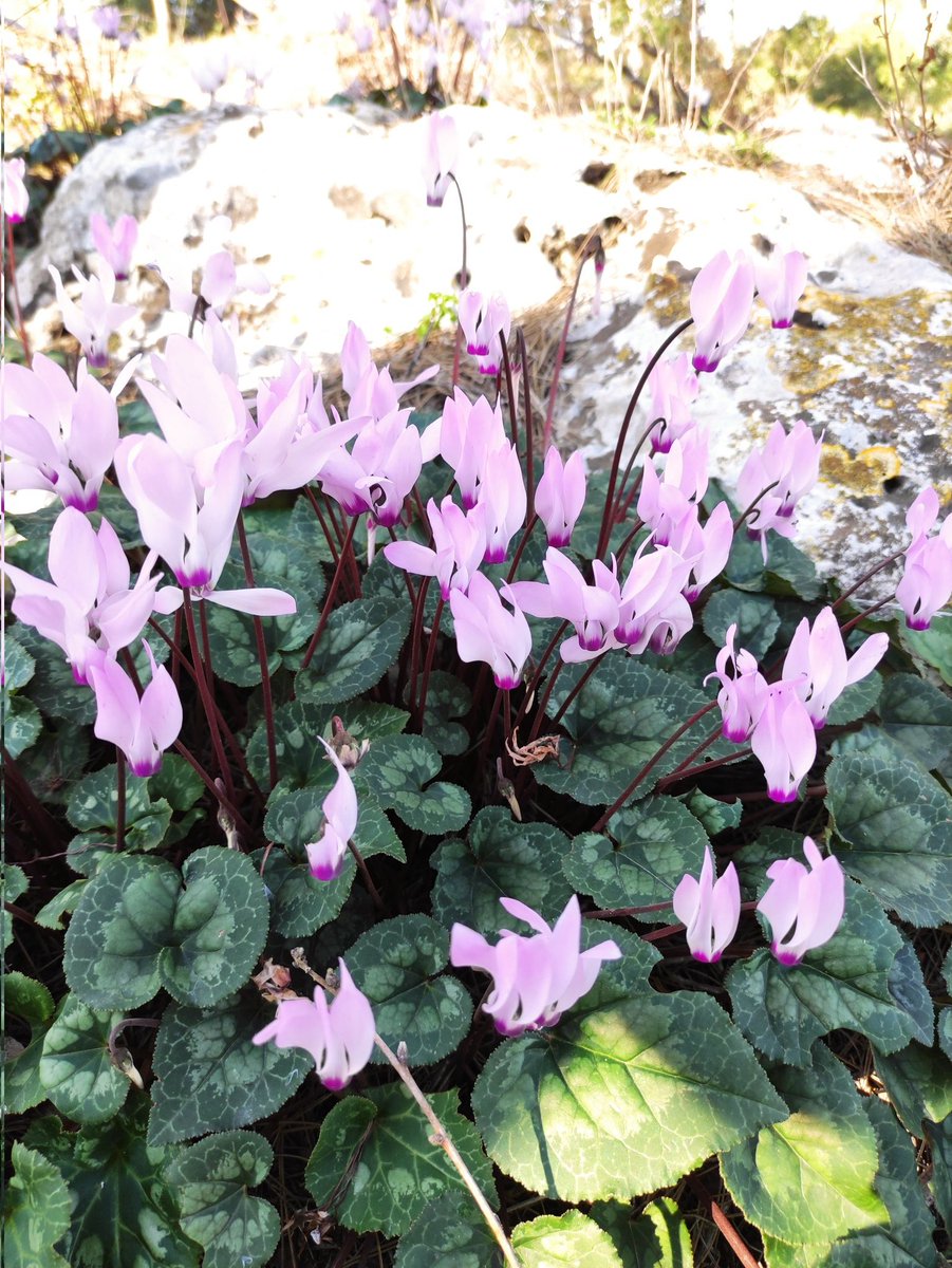 MichaelNLerner's tweet photo. cyclamen https://t.co/wp8qVKMPr4
