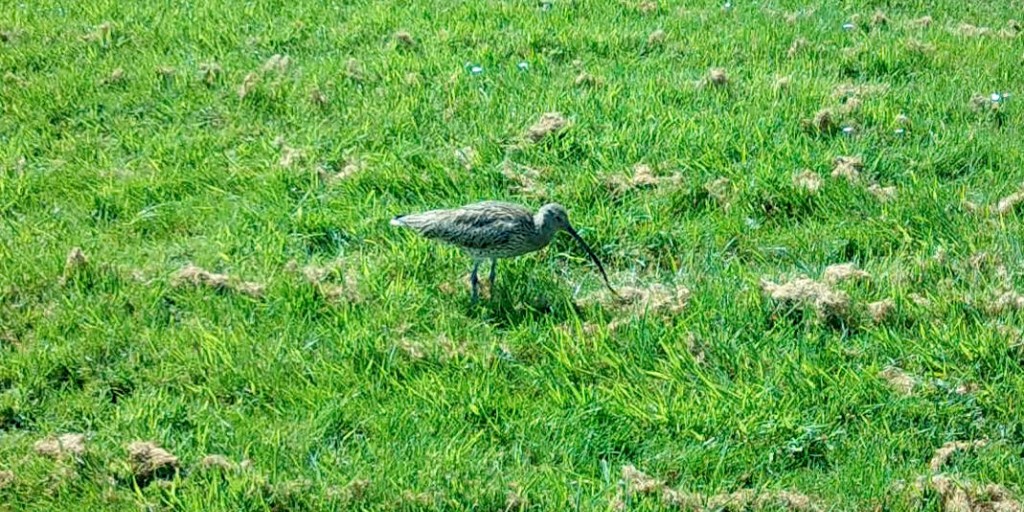 The University of Central Lancashire - UCLan (@uni_lancashire) on Twitter photo Weβve received funding from <a href="/HeritageFundUK/">The National Lottery Heritage Fund</a> to raise awareness of the #Curlew bird and protect its habitat in East #Lancashire.
Learn more about the project led by William Titley π
uclan.ac.uk/news/nhlf-curlβ¦
@UCLanresearch
<a href="/HeritageFundNOR/">The National Lottery Heritage Fund North</a>
#NationalLottery #HeritageFund Weβve received funding from <a href="/HeritageFundUK/">The National Lottery Heritage Fund</a> to raise awareness of the #Curlew bird and protect its habitat in East #Lancashire.
Learn more about the project led by William Titley π
uclan.ac.uk/news/nhlf-curlβ¦
@UCLanresearch
<a href="/HeritageFundNOR/">The National Lottery Heritage Fund North</a>
#NationalLottery #HeritageFund